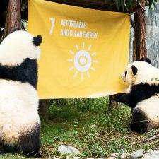 Pandatvillingerne Qiciao and Qixi undersøger flaget, der repræsenterer mål 7: Bæredygtig Energi. Foto: Mr. Yuan Tao and Ms. Yan Lu