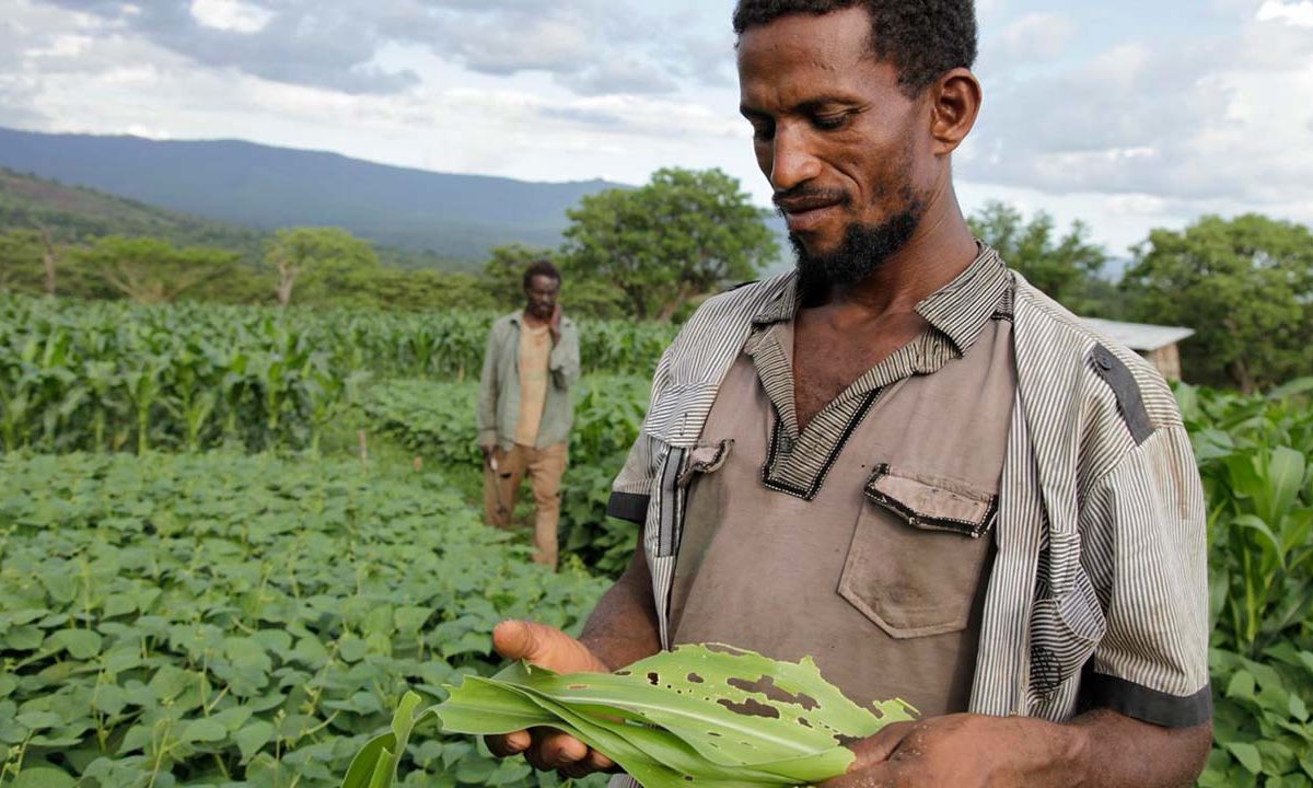 En bonde i Etiopia sjekker maisen sin for skader gjort av hærlarver. Foto: ©FAO/T. Legesse.