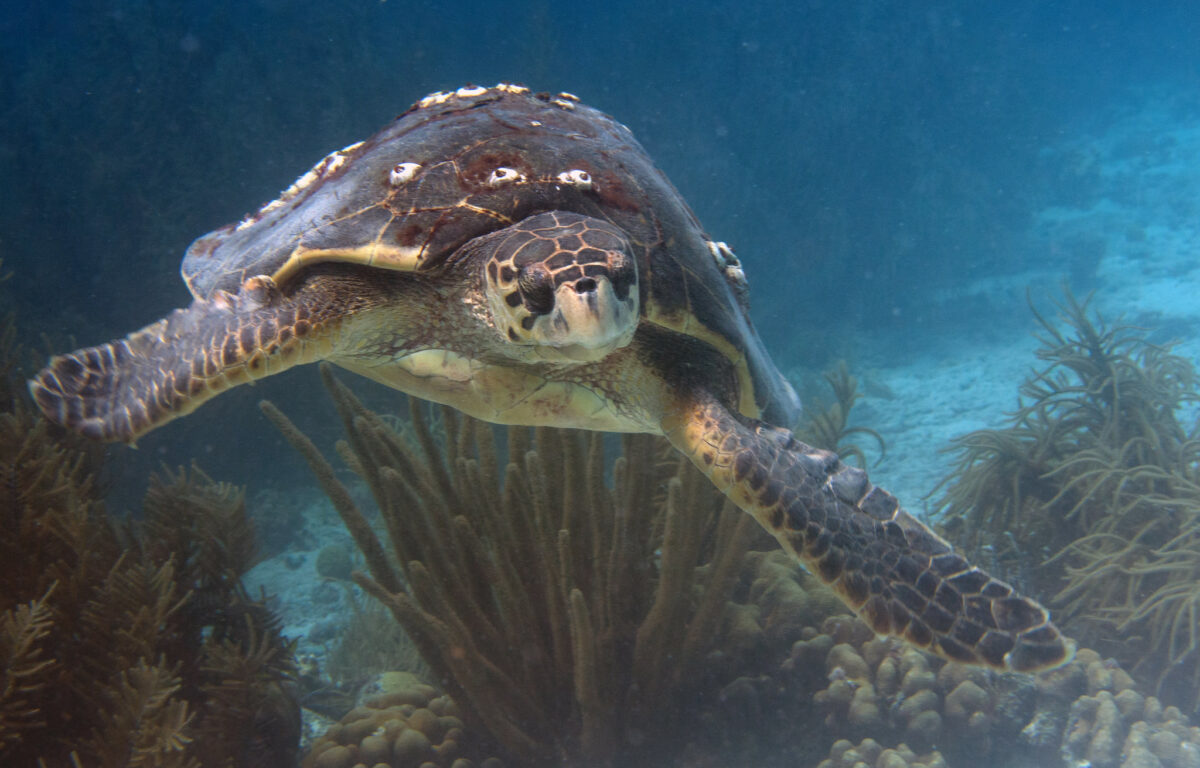 Efter årtiers indsat er flere havskildpadder af arten uægte karetteskildpadde igen begyndt at vende tilbage til de tunesiske strande for at lægge sine æg. Foto: actor212 CCBY